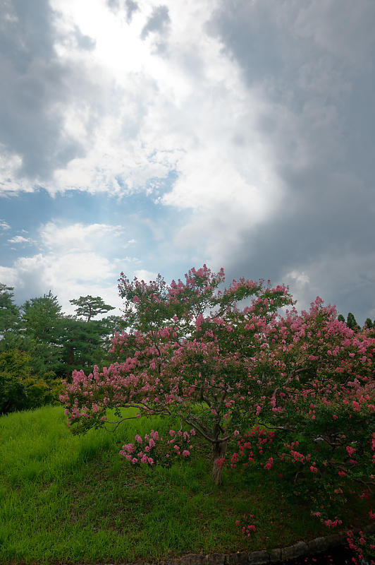 四季の花達 百日紅@梅小路公園朱雀の庭_f0032011_11371265.jpg