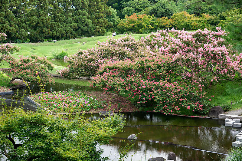 四季の花達 百日紅@梅小路公園朱雀の庭_f0032011_11371290.jpg