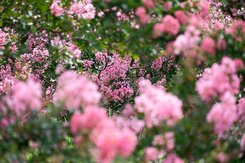 四季の花達 百日紅@梅小路公園朱雀の庭_f0032011_11371303.jpg