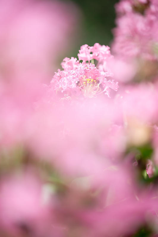 四季の花達 百日紅@梅小路公園朱雀の庭_f0032011_11371322.jpg