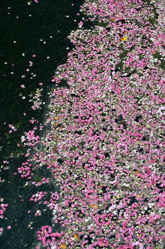 四季の花達 百日紅@梅小路公園朱雀の庭_f0032011_11415968.jpg