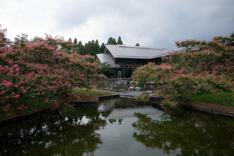 四季の花達 百日紅@梅小路公園朱雀の庭_f0032011_11415989.jpg