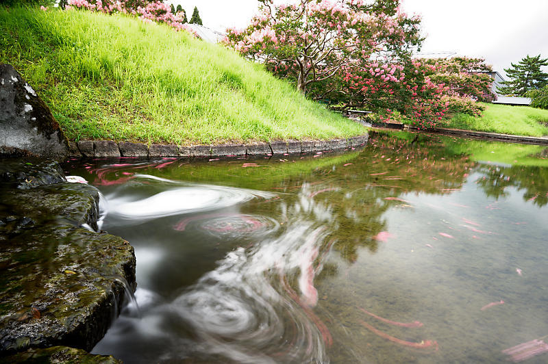 四季の花達 百日紅@梅小路公園朱雀の庭_f0032011_11420040.jpg
