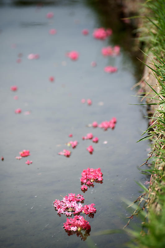 四季の花達 百日紅@梅小路公園朱雀の庭_f0032011_11420081.jpg