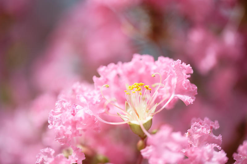 四季の花達 百日紅@梅小路公園朱雀の庭_f0032011_11461870.jpg