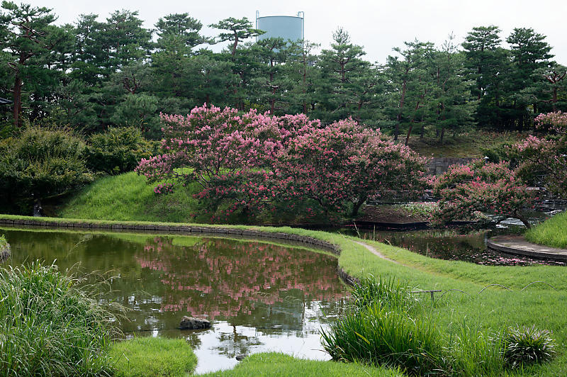 四季の花達 百日紅@梅小路公園朱雀の庭_f0032011_11461973.jpg