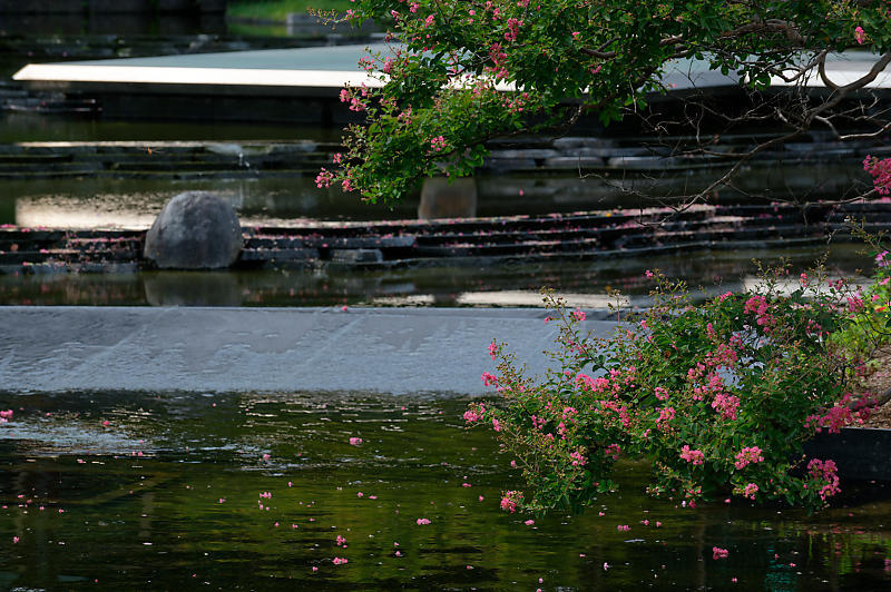 四季の花達 百日紅@梅小路公園朱雀の庭_f0032011_11461987.jpg