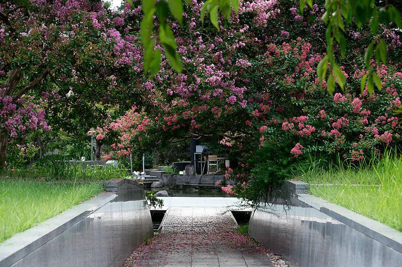 四季の花達 百日紅@梅小路公園朱雀の庭_f0032011_11464388.jpg