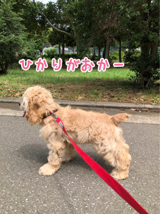 光が丘公園でアリを見る_b0067012_20531251.jpg