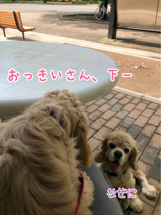 光が丘公園でアリを見る_b0067012_20534033.jpg