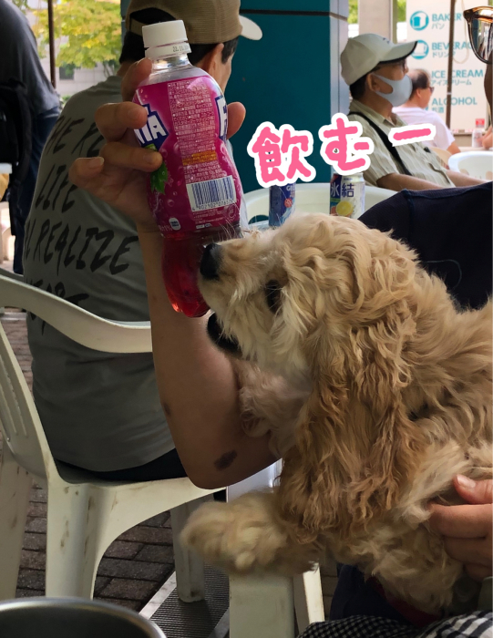 光が丘公園でアリを見る_b0067012_20544877.jpg