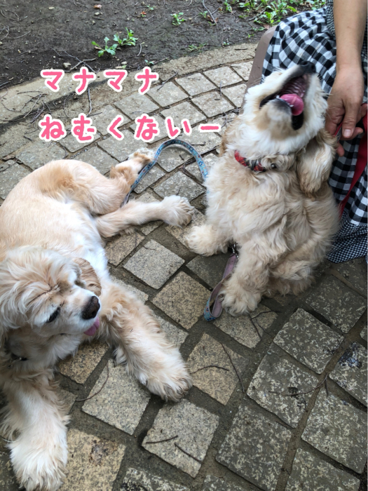 光が丘公園でアリを見る_b0067012_20554161.jpg