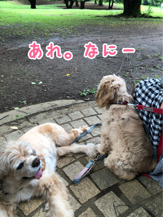 光が丘公園でアリを見る_b0067012_20560865.jpg