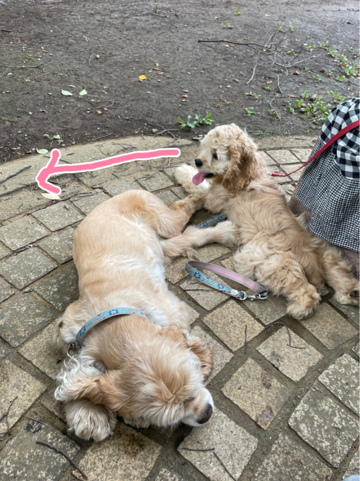 光が丘公園でアリを見る_b0067012_20561594.jpg