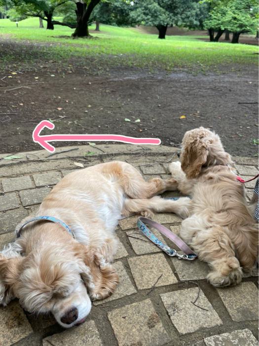 光が丘公園でアリを見る_b0067012_20562176.jpg