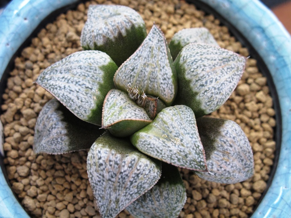 多肉植物 ハオルチア スプレンデンス オードリー 010-020EG 35mm 葉挿