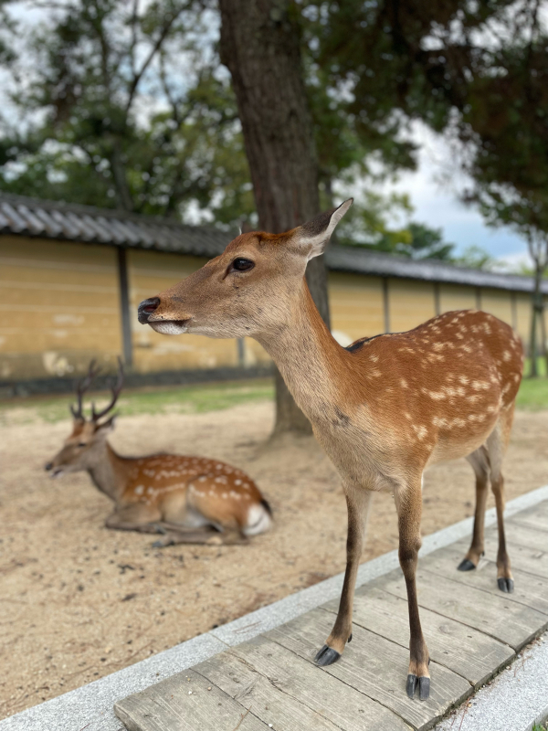 【Photo散歩】ならのしかさん。_b0008655_10211569.jpg