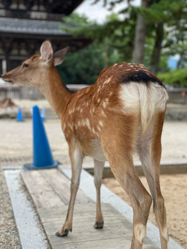 【Photo散歩】ならのしかさん。_b0008655_10211663.jpg