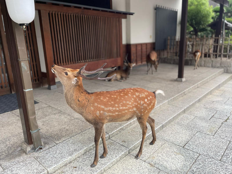 【Photo散歩】ならのしかさん。_b0008655_10231103.jpg