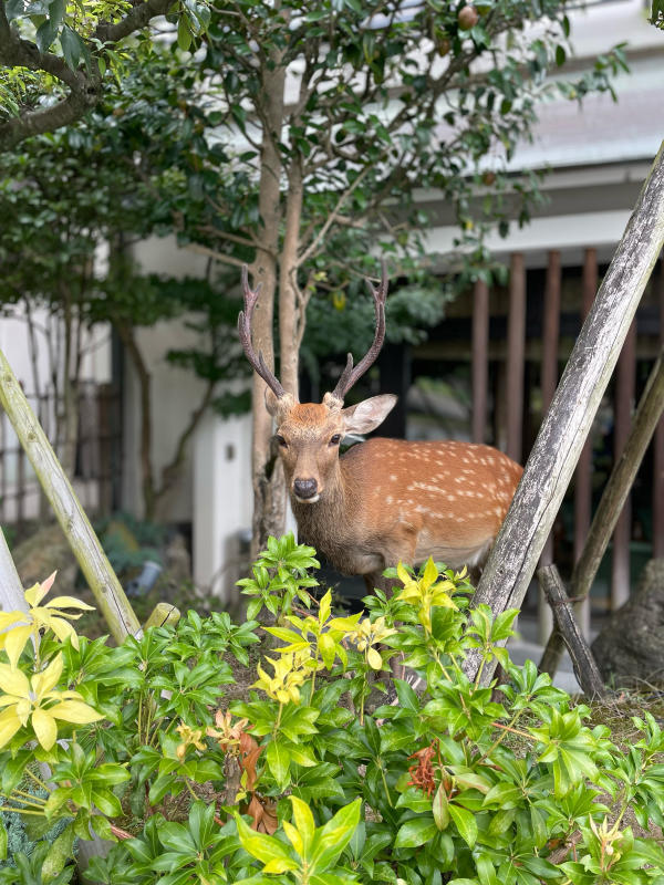 【Photo散歩】ならのしかさん。_b0008655_10235311.jpg