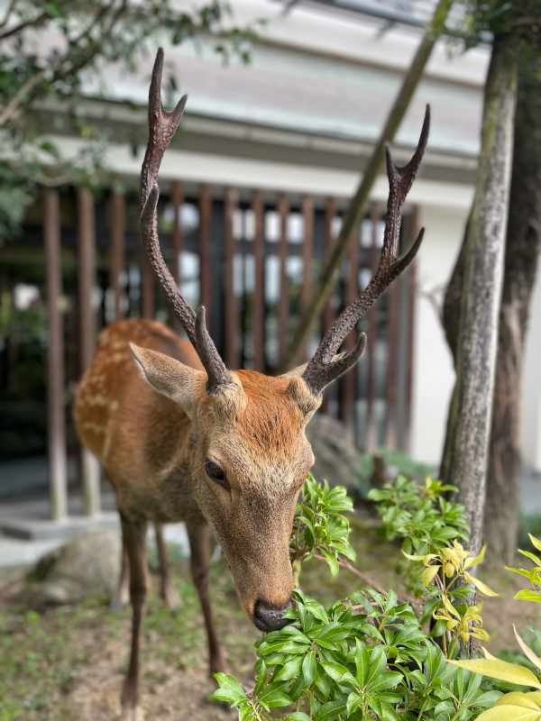 【Photo散歩】ならのしかさん。_b0008655_10235402.jpg