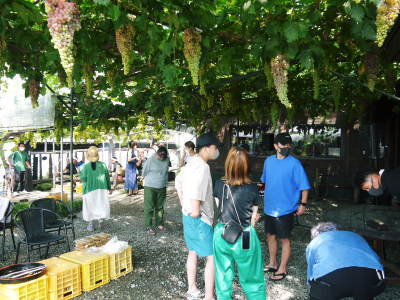 熊本ぶどう 社方園 第13回ぶどう祭り_a0254656_18495252.jpg