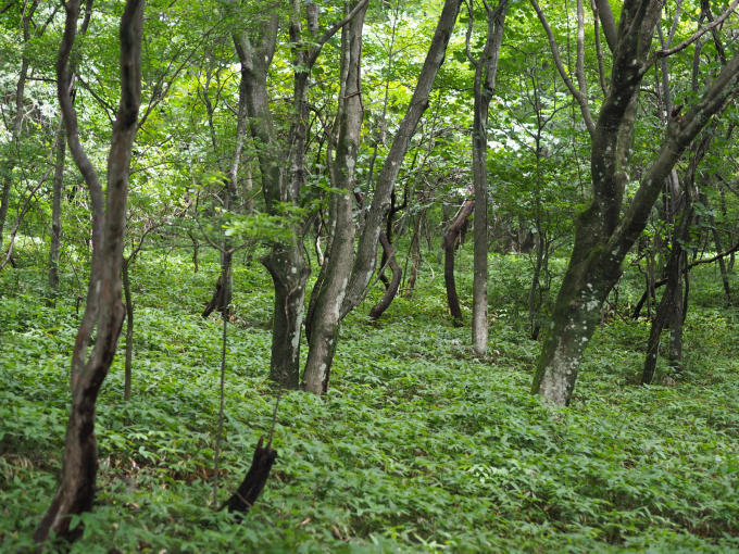 那須で過ごす夏休み　那須平成の森へハイキング_b0347858_22112010.jpg