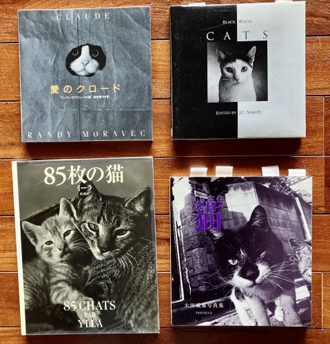 ねこくすフリマ39・ねこときどき死生観_f0054677_09014831.jpg