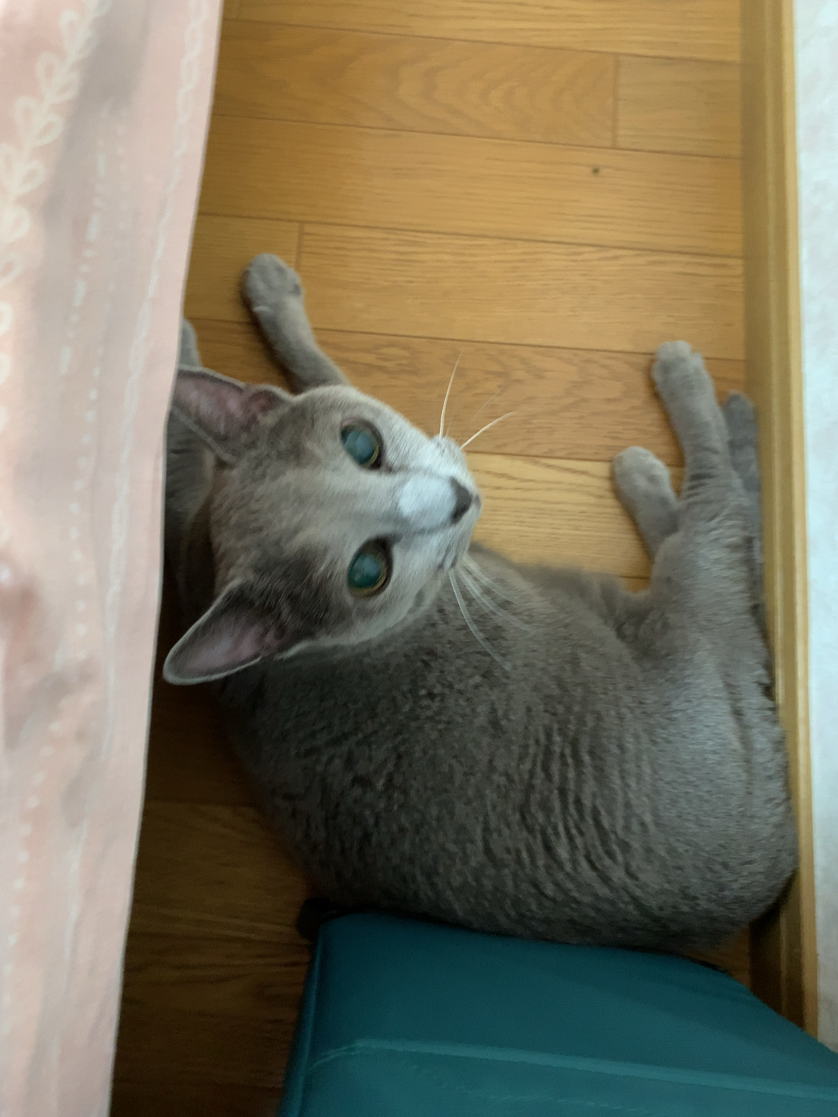 今日でソマティックのイベント終了。そして私はヨガ合宿スタート。_c0125114_11491469.jpg