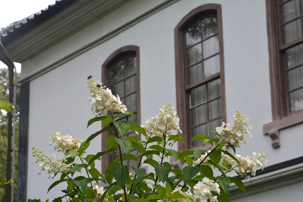 1丁目と2丁目 夏の花々_e0373930_19312473.jpg