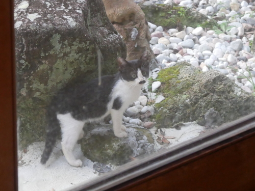子猫との距離_f0054677_08490544.jpg