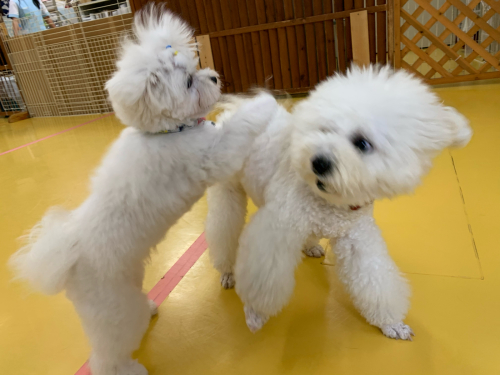 保育園ブログ_f0357682_14555153.jpg