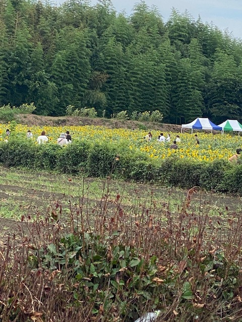 所沢のひまわり畑に行ってきました!_d0122797_13471331.jpg