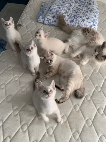 猫色々_b0340621_16534677.jpeg