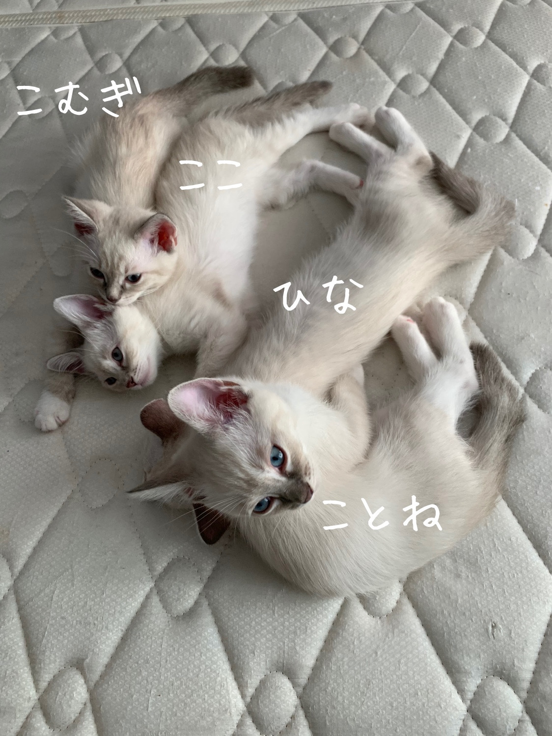 猫色々_b0340621_16541200.jpeg