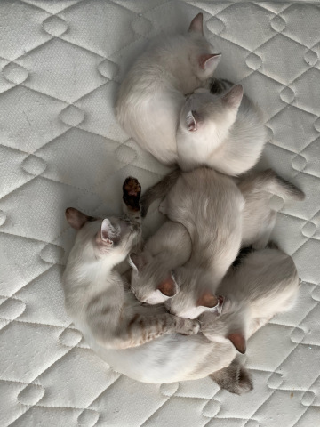 猫色々_b0340621_16542294.jpeg