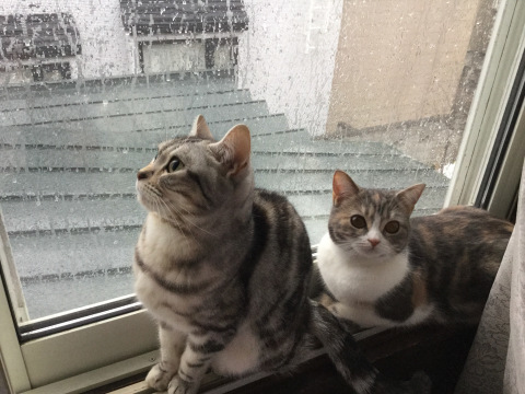 猫色々_b0340621_17005642.jpeg