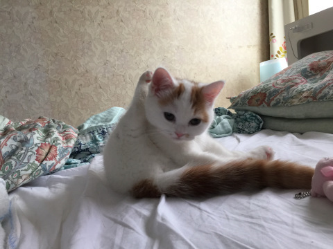 猫色々_b0340621_17051235.jpeg