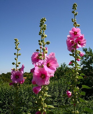 足寄でタチアオイの花が咲く 本別ブログ ふるさと 東京本別会