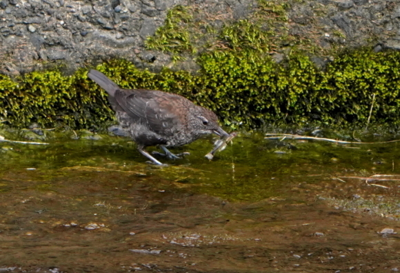 カワガラス幼鳥_d0262476_16233340.jpg