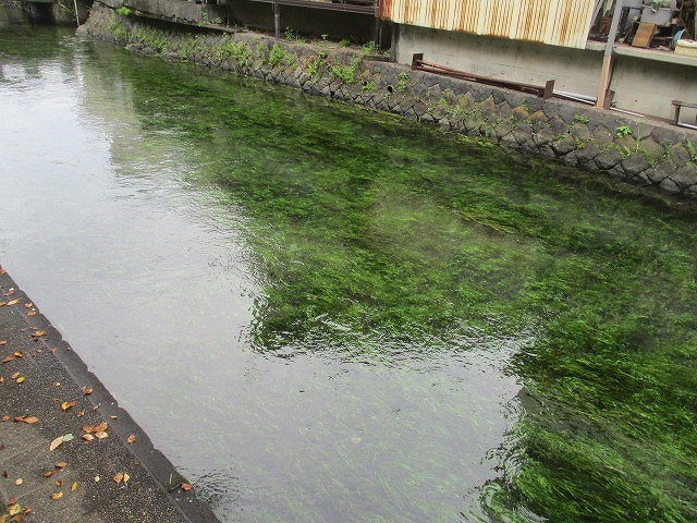 雨で1週間順延して行われた2022年8月の「田宿川の川そうじ」_f0141310_07504116.jpg