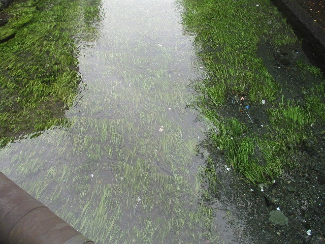 雨で1週間順延して行われた2022年8月の「田宿川の川そうじ」_f0141310_07504986.jpg