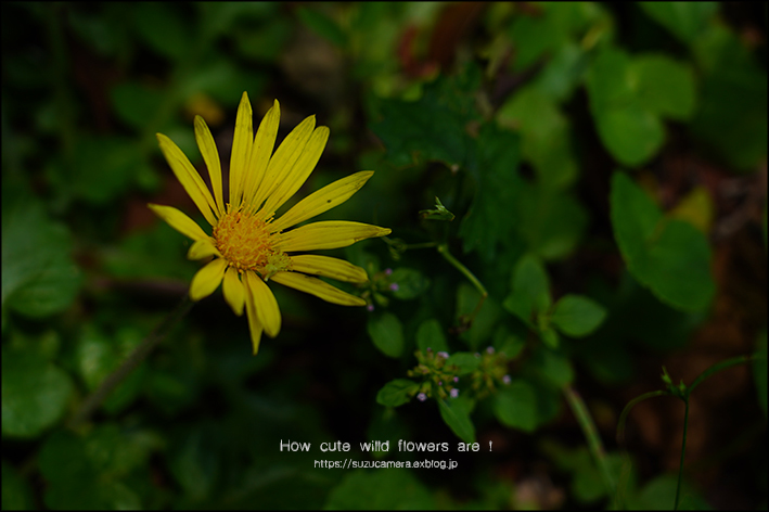 野に咲く花は可憐です_f0100215_19452982.jpg