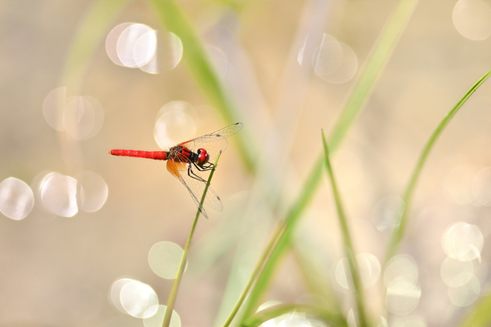 加茂のトンボ トンボ狂会