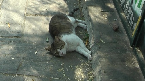 アテネの一等地に住む猫さんたち_f0037264_17304776.jpg