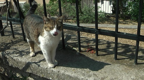 アテネの一等地に住む猫さんたち_f0037264_17364548.jpg