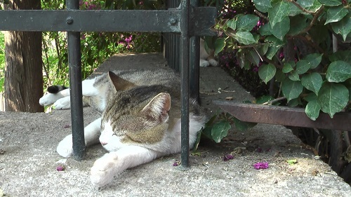 アテネの一等地に住む猫さんたち_f0037264_17440585.jpg