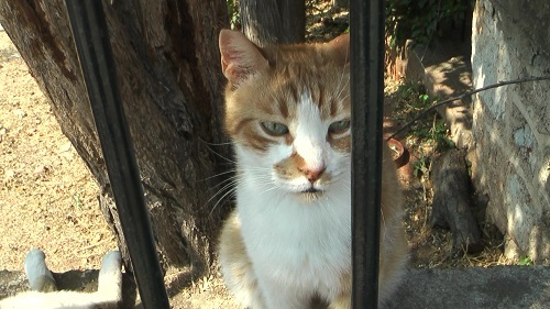 アテネの一等地に住む猫さんたち_f0037264_17462812.jpg