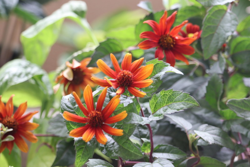 ヘリオプシス <BR>'ブリーディング ハーツ' 色変わり】銅葉