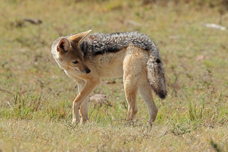 ケニアでサファリ８（ジャッカルの赤ちゃんと、兄妹チーター）_b0291402_11250772.jpg